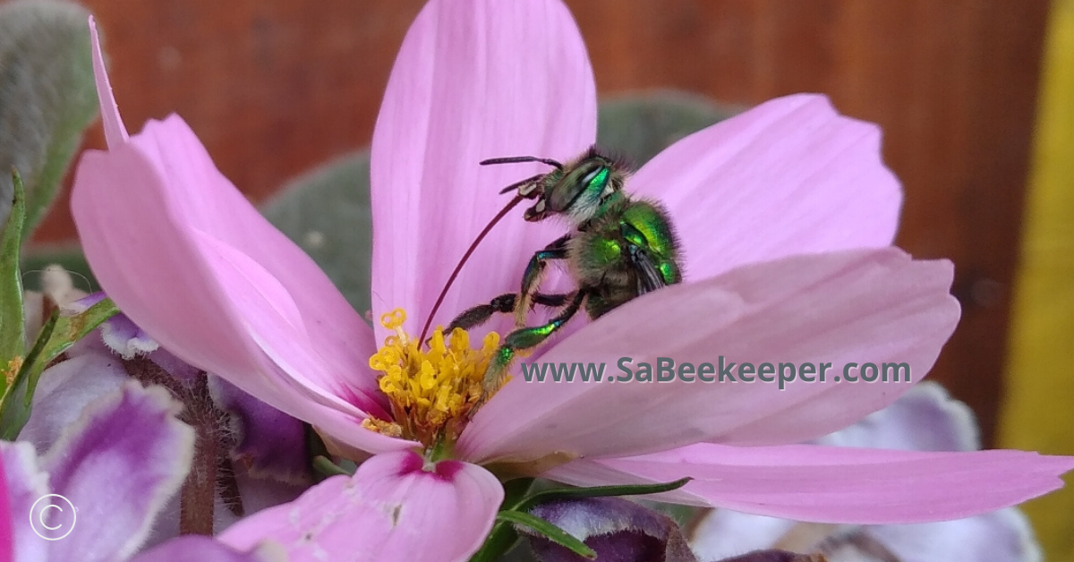 cosmos flower and the orchid bee putting out its long tongue to seek nectar.