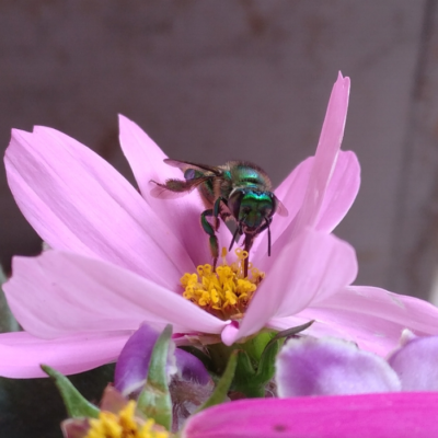 Glossy Metallic Green Orchid Bee