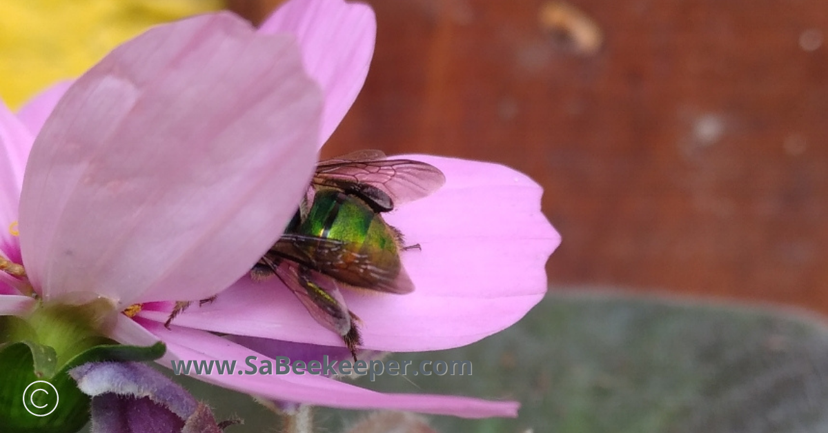 an orchid bee foraging deeply in a flower for nectar to survive.