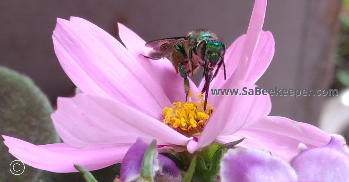 front view of this green orchid bee seeking nectar with its long tongue on a cosmos flower