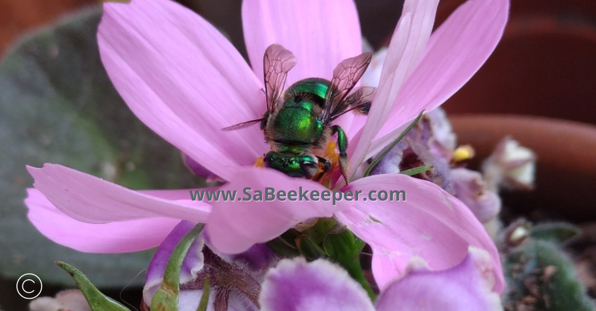 a green orchid bee that was rescued and placed on a cosmos flower to seek nectar to survive.
