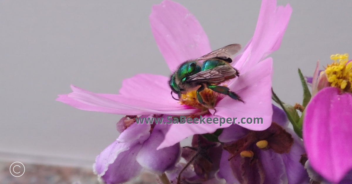 this green orchid bee tried very hard to obtain some nectar to survive after it was caught inside a home window