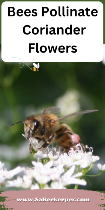 Bees Pollinate Coriander Flowers in Ecuador. The Cilantro flowered and produced coriander flowers in full bloom, insects and bees pollinated.