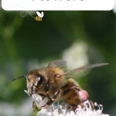 Bees Pollinate Coriander Flowers