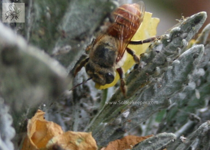 Nest Building video of Leafcutter Bee. A video slide of the red leafcutter bee, bringing leaves and fighting off a wasp to protect her nest.
