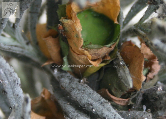 Nest Building video of Leafcutter Bee. A video slide of the red leafcutter bee, bringing leaves and fighting off a wasp to protect her nest.